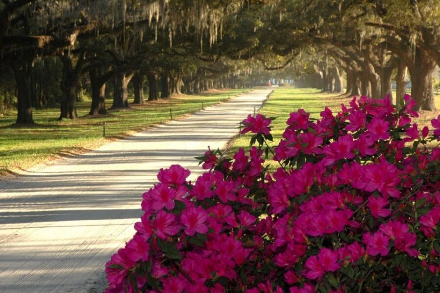 Charleston: Boone Hall & Historic City Tour Combo - Choosing Your Plantation Focus: House, Gardens, Slave Street, or Gullah