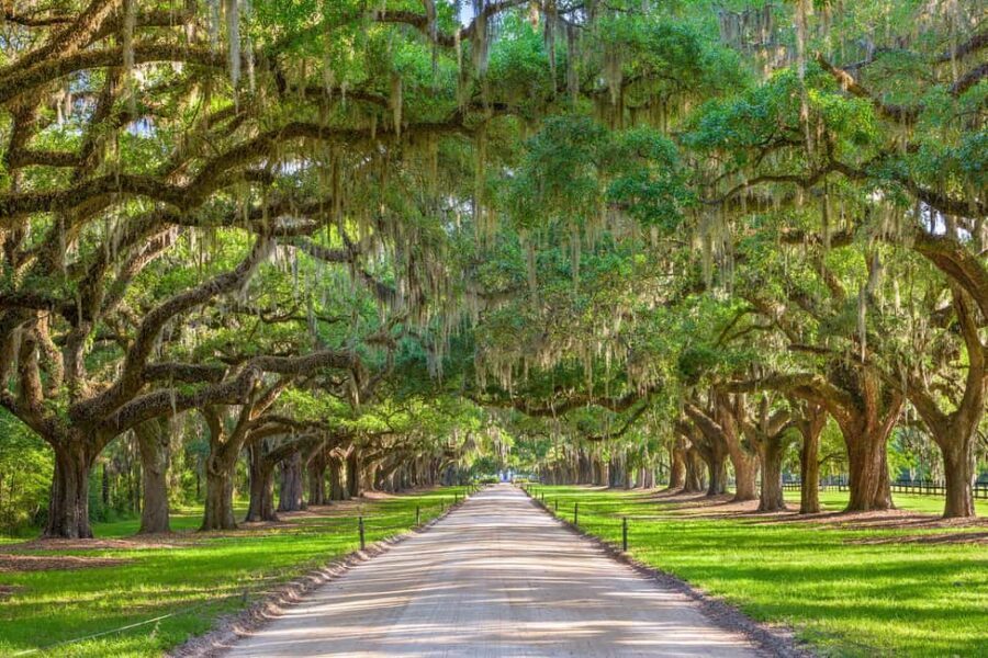 Charleston: Boone Hall Plantation Tour - The Boone Hall House tour: what you get and what to manage