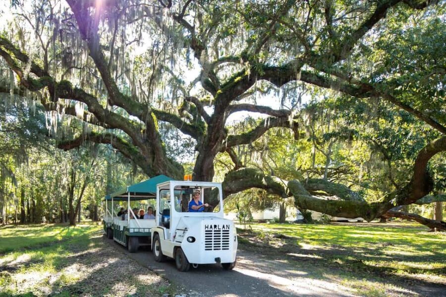 Charleston: Magnolia Plantation & Gardens Guided Tour - Audubon Swamp Garden at Your Pace: A Scenic Change of Mood