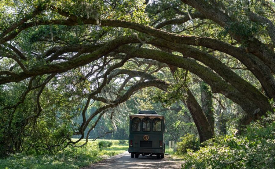 Charleston: Wadmalaw Island Wine Tasting and Tea Garden Trip - Angel Oak Tree Park: meeting one of the oldest living things on the East Coast