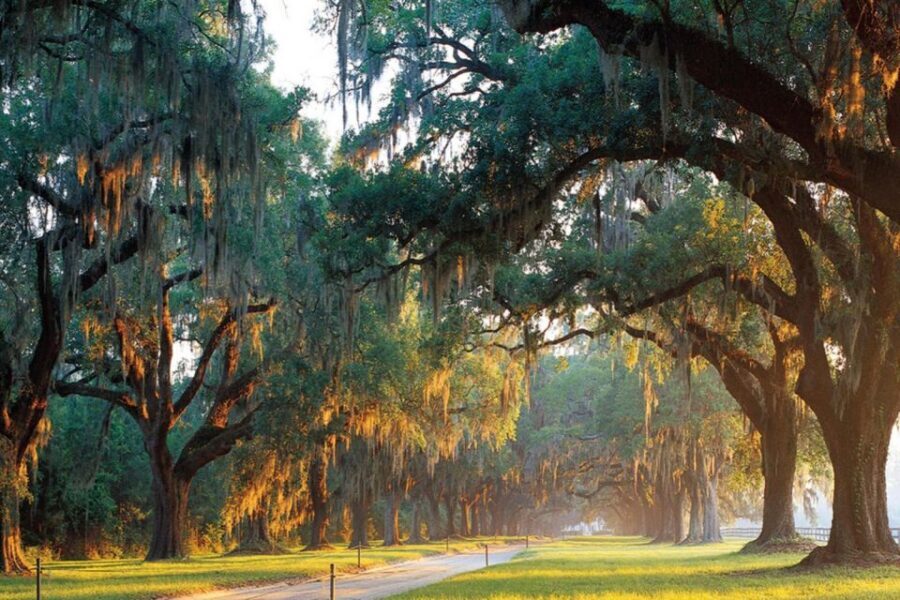 From Charleston: Boone Hall Plantation Entry with Transfers - Key takeaways before you go