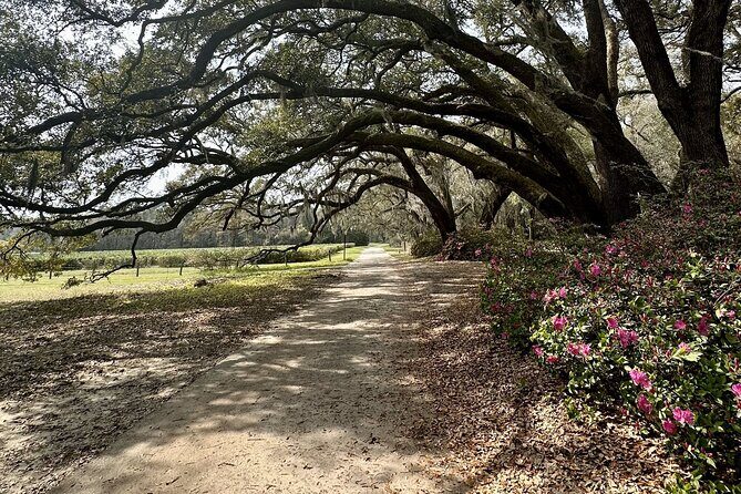 Tea Plantation and Winery Tour in Charleston - Angel Oak Tree at golden-hour energy (even if you’re there in daylight)
