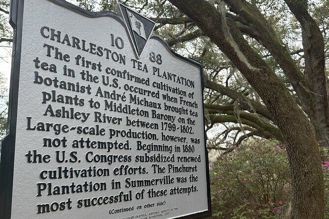 Tea Plantation and Winery Tour in Charleston - Charleston Tea Plantation: unlimited tea plus a real factory feel